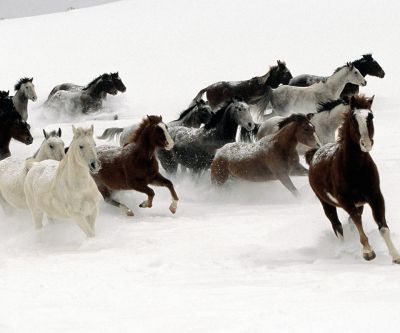 Caballos Corriendo en la Nieve