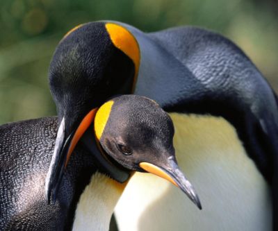 Pingüinos Adorables Abrazándose