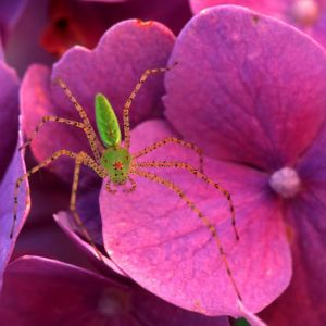 Araña Colorida en Flores
