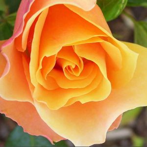 Hermosa Rosa Naranja
