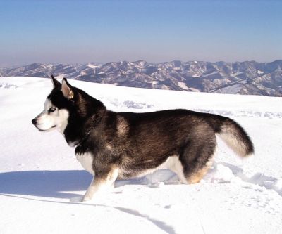 Husky Siberiano en la Nieve