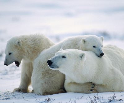 Osos Polares en la Nieve