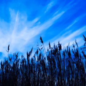 Cielo Azul y Juncos