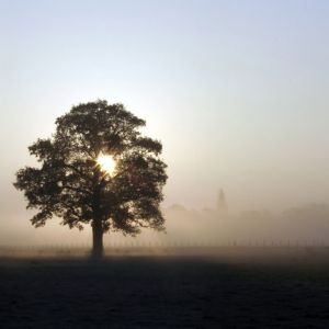 Árbol en Amanecer Nebuloso