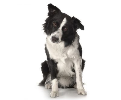 Border Collie Adorable