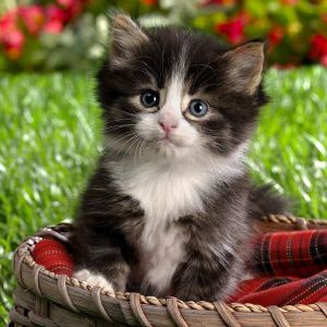 Gatito Adorable en una Canasta