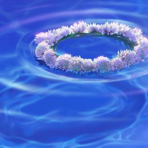 Corona Floral en el Agua