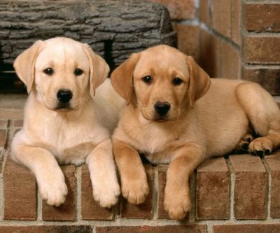 Cachorros de Labrador Adorables