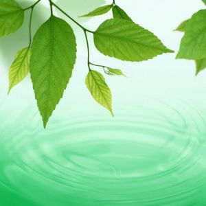Hojas Verdes y Ondas de Agua