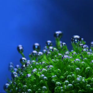 Musgo Verde con Gotas de Agua