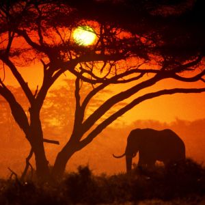 Silueta de Elefante al Atardecer