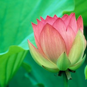 Hermosa flor de loto rosa