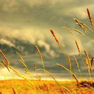 Campo de Hierba Dorada Bajo un Cielo Tormentoso