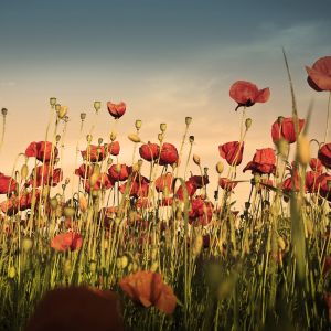 Campo de Amapolas Vibrantes