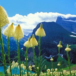 Paisaje montañoso con flores silvestres