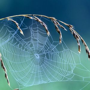 Telaraña Delicada