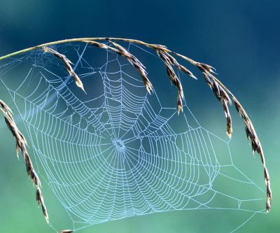 Telaraña Delicada