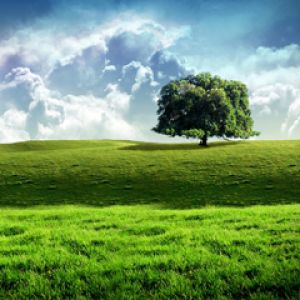 Paisaje Verde Sereno