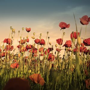 Campo de Amapolas Vibrantes