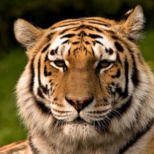 Tigre Majestuoso en Primer Plano