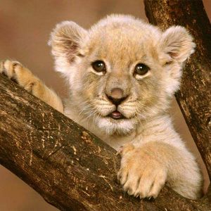 Cachorro de León en Árbol