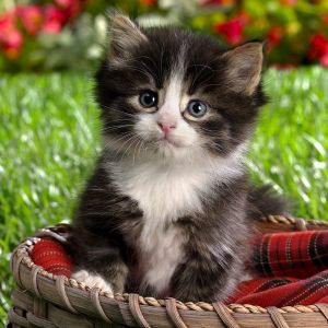 Gatito Adorable en una Canasta