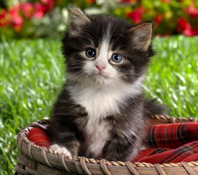 Gatito Adorable en una Canasta