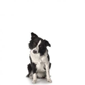 Perro Border Collie Adorable