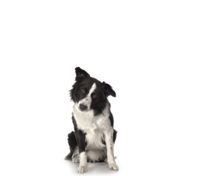 Perro Border Collie Adorable