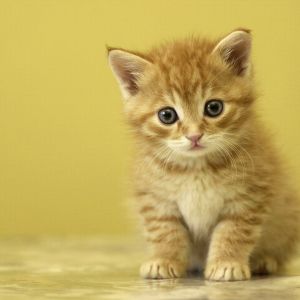Gatito Naranja Adorable
