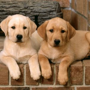 Adorables Cachorros de Labrador