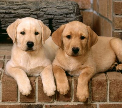 Adorables Cachorros de Labrador