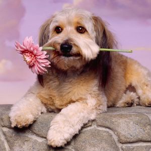 Perro lindo con flor