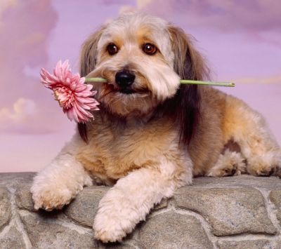 Perro lindo con flor