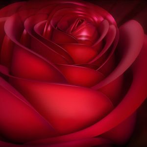 Hermosa Rosa Roja
