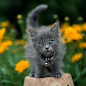 Gatito Gris Adorable entre Flores