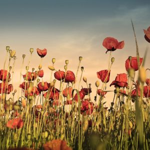 Campo de Amapolas Vibrantes