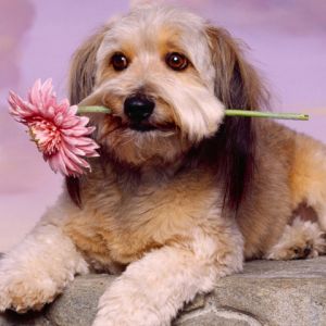 Perro lindo con flor