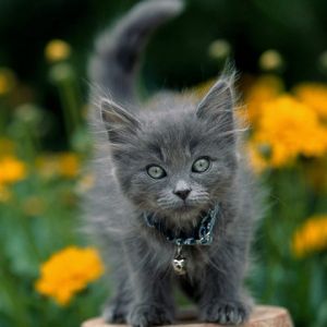 Gatito Gris Esponjoso en Flores