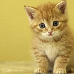 Gatito Naranja Adorable