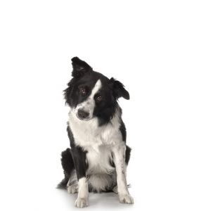 Perro Border Collie Adorable
