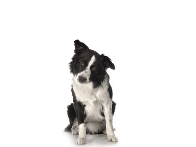 Perro Border Collie Adorable