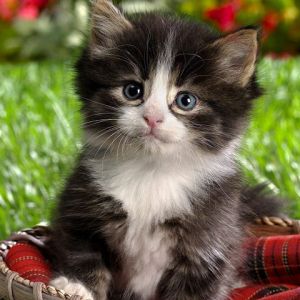 Gatito Adorable en una Canasta
