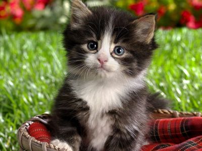 Gatito Adorable en una Canasta