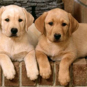 Cachorros de Labrador Adorables