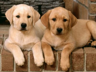 Cachorros de Labrador Adorables