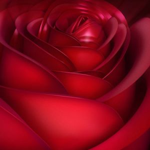 Rosa Roja en Primer Plano
