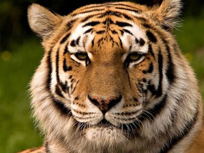 Tigre Majestuoso en Primer Plano