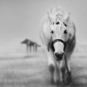 Majestuoso Caballo Blanco