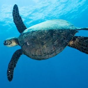 Tortuga Marina Bajo el Agua